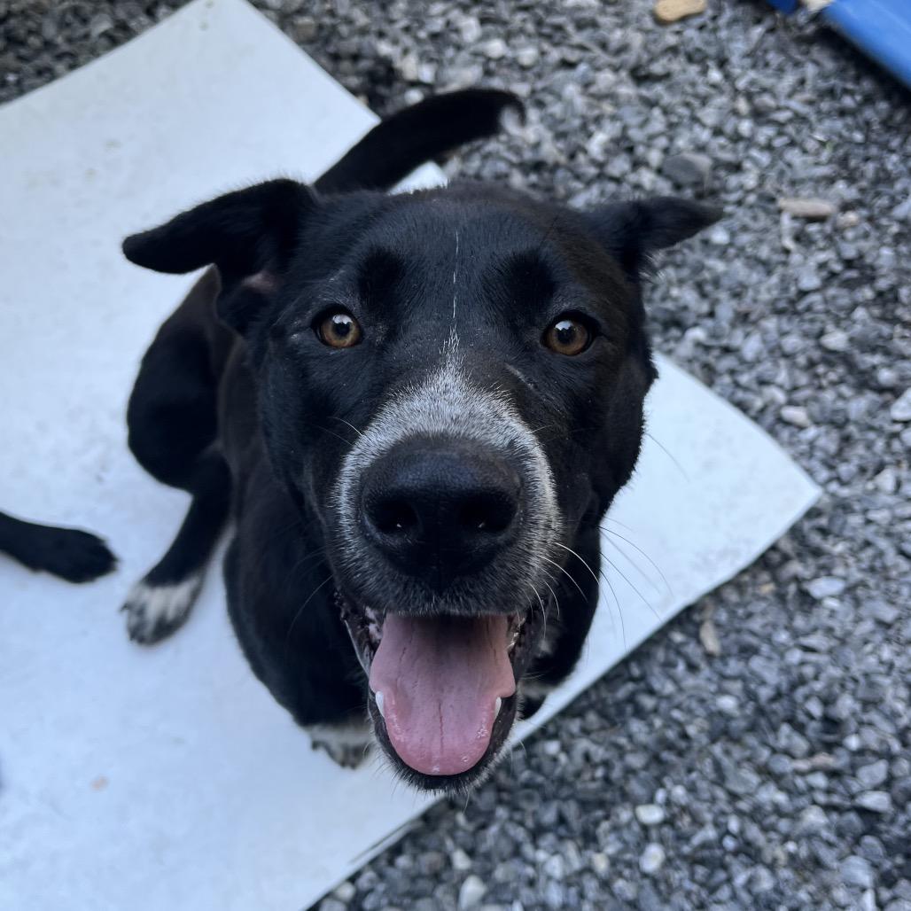 Enlarge Dakota, a Adoptable Black Labrador Retriever in Franklin, NC image 3/6