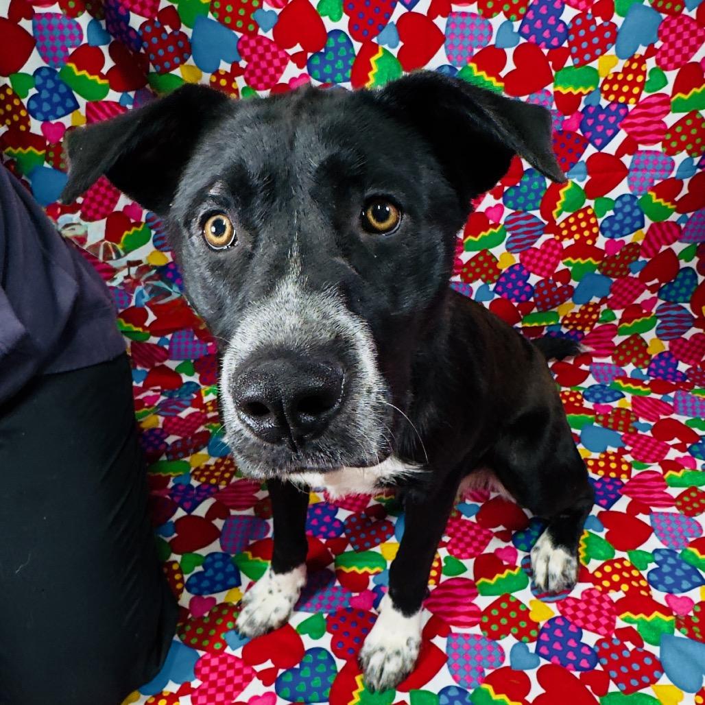 Enlarge Dakota, a Adoptable Black Labrador Retriever in Franklin, NC image 4/6