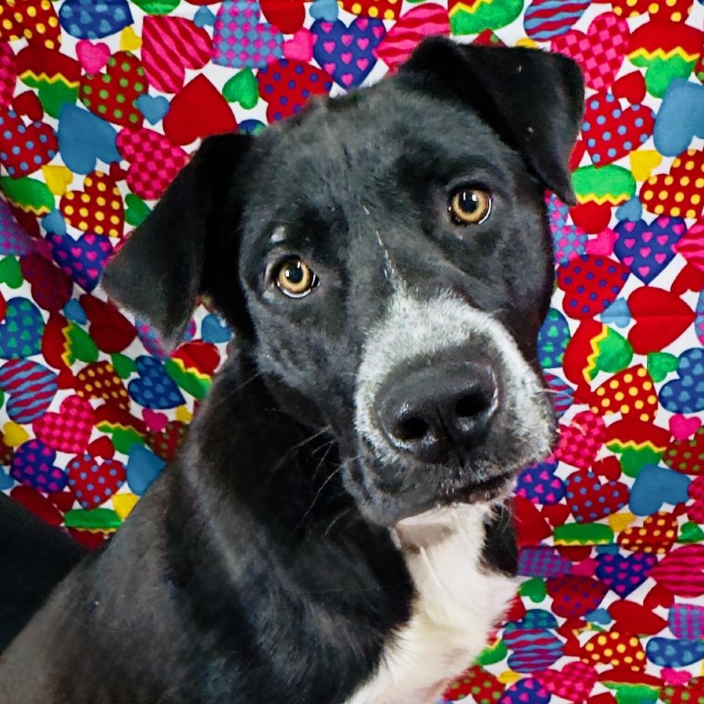 Enlarge Dakota, a Adoptable Black Labrador Retriever in Franklin, NC image 5/6