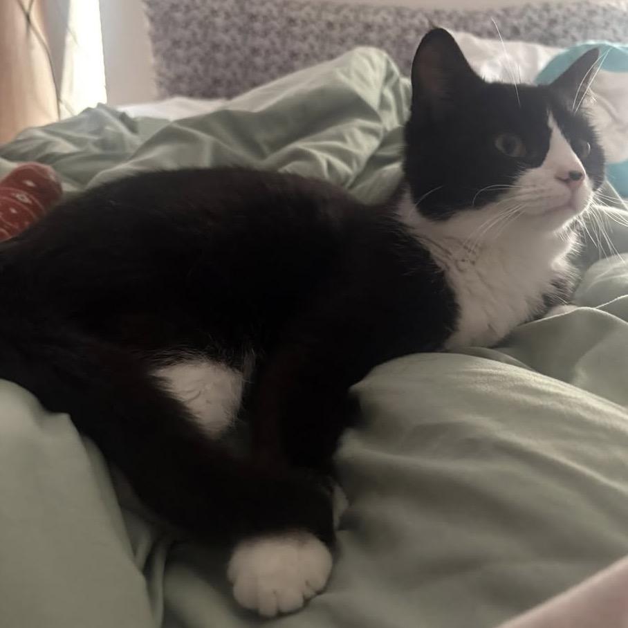 Enlarge Boots, a Adoptable Domestic Short Hair in Harrisonburg, VA image 2/4