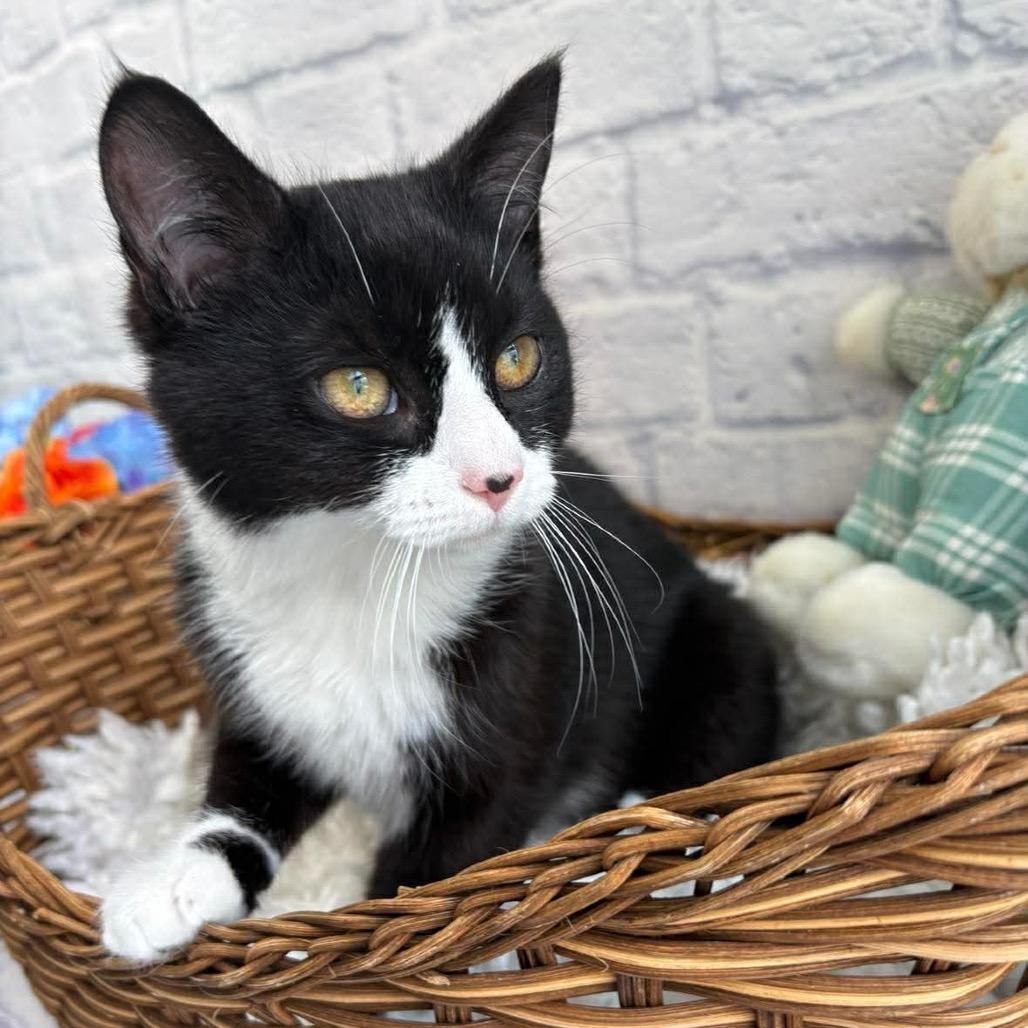 Enlarge Boots, a Adoptable Domestic Short Hair in Harrisonburg, VA image 3/4