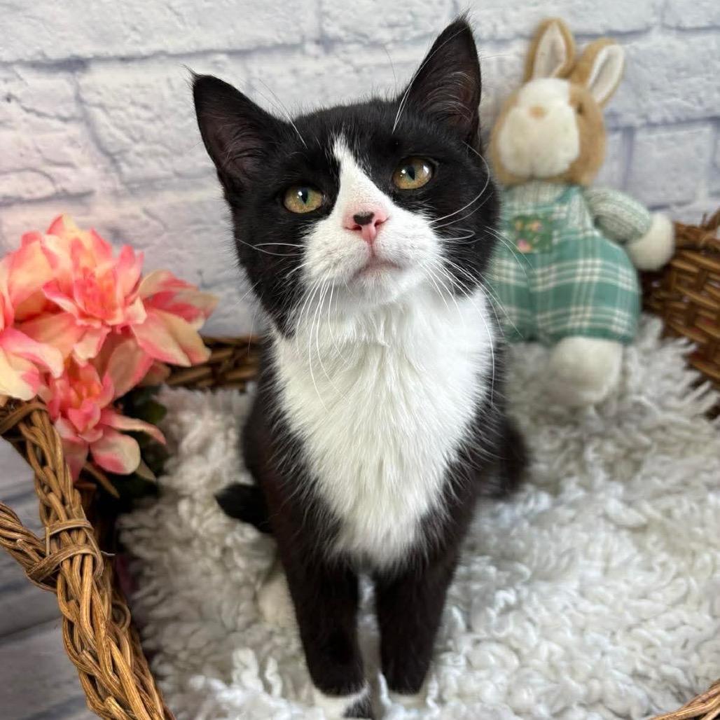 Enlarge Boots, a Adoptable Domestic Short Hair in Harrisonburg, VA image 4/4