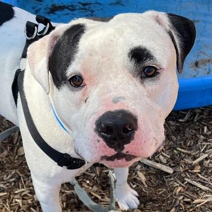 Peppermint - Sponsored, a Adopted mixed breed in Auburn, WA image 4/4