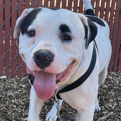 Peppermint - Sponsored, Adopted, Adult Male Mixed Breed.