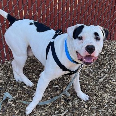 Peppermint - Sponsored, a Adopted mixed breed in Auburn, WA image 3/4