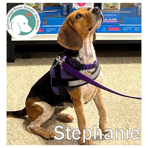 Stephanie, ADOPTABLE, Adult Female Beagle.