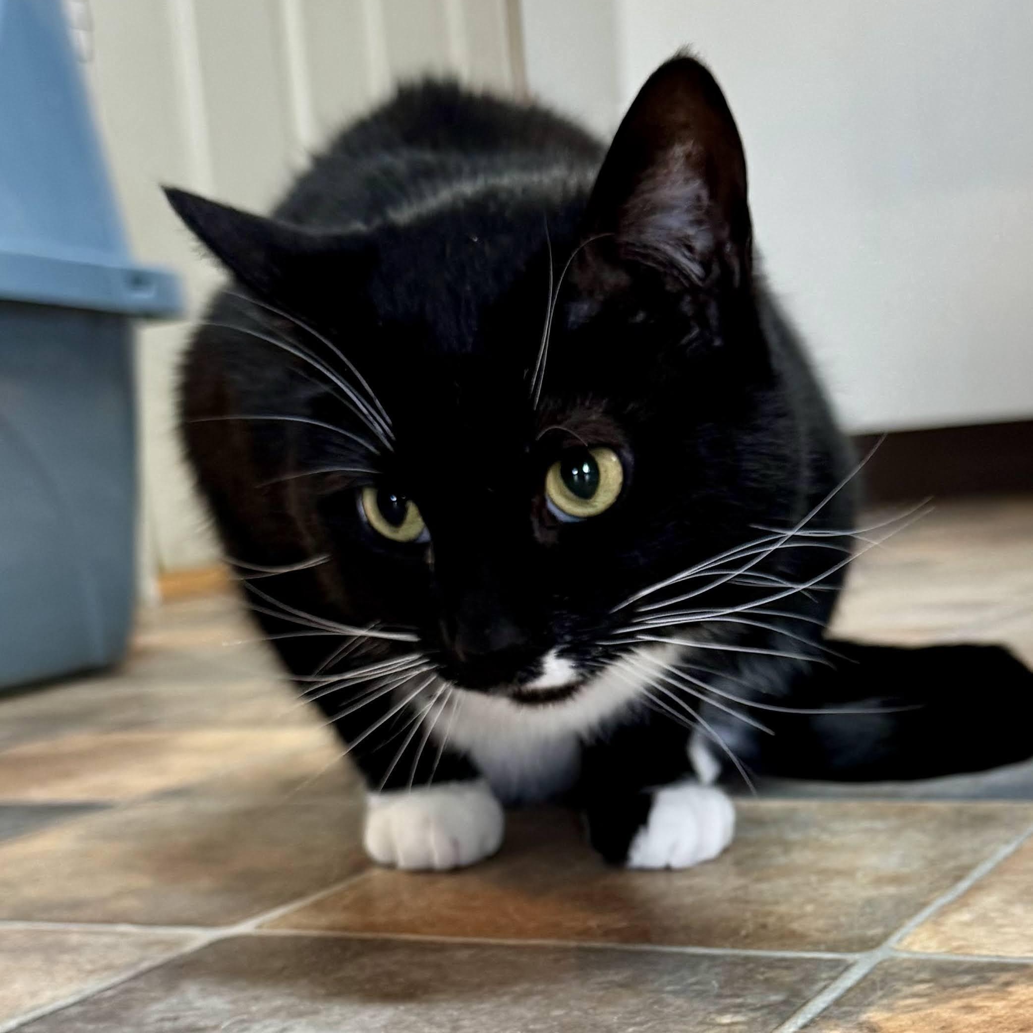 Enlarge Laurel, a Adoptable mixed breed in Germansville, PA image 6/6