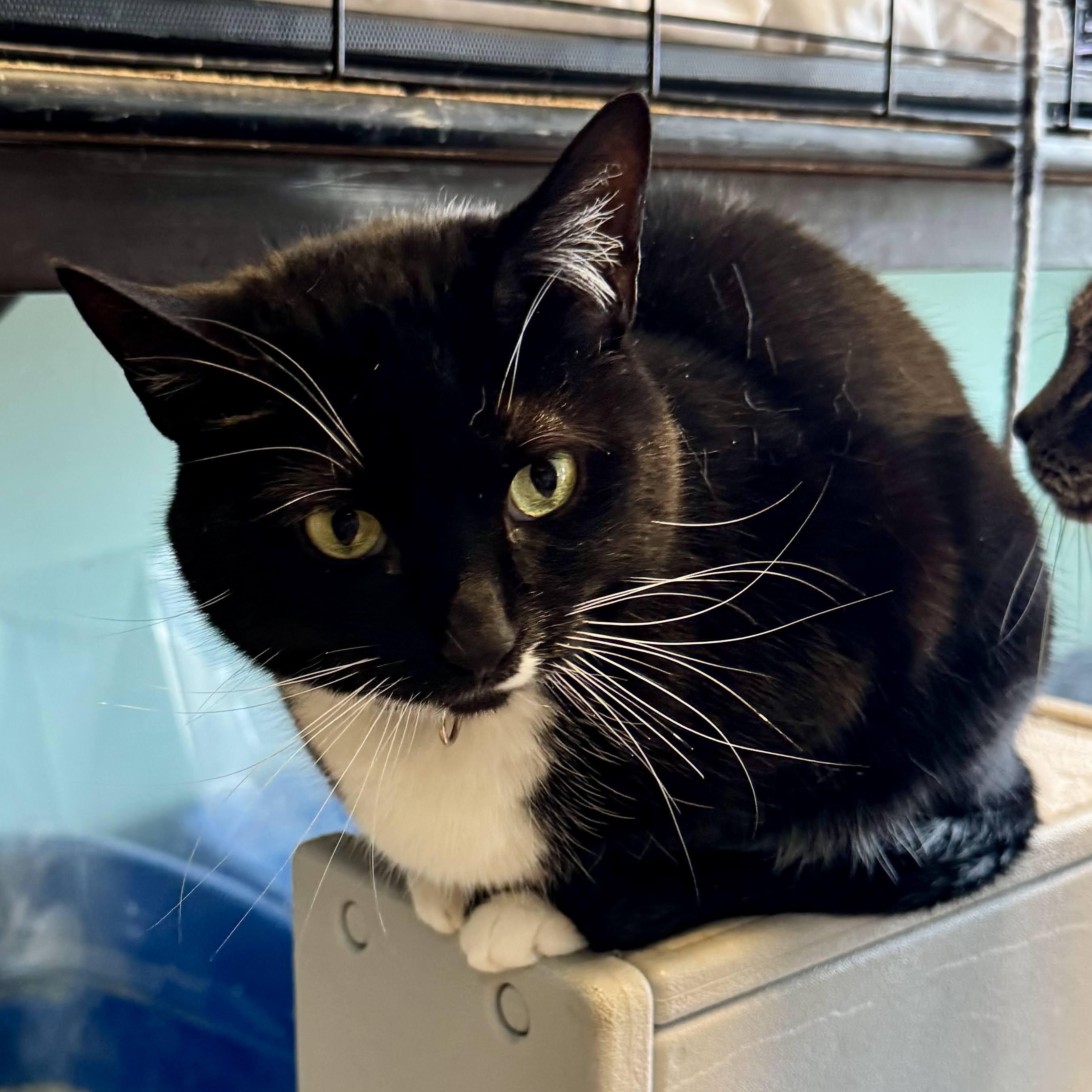 Enlarge Laurel, a Adoptable mixed breed in Germansville, PA image 3/6