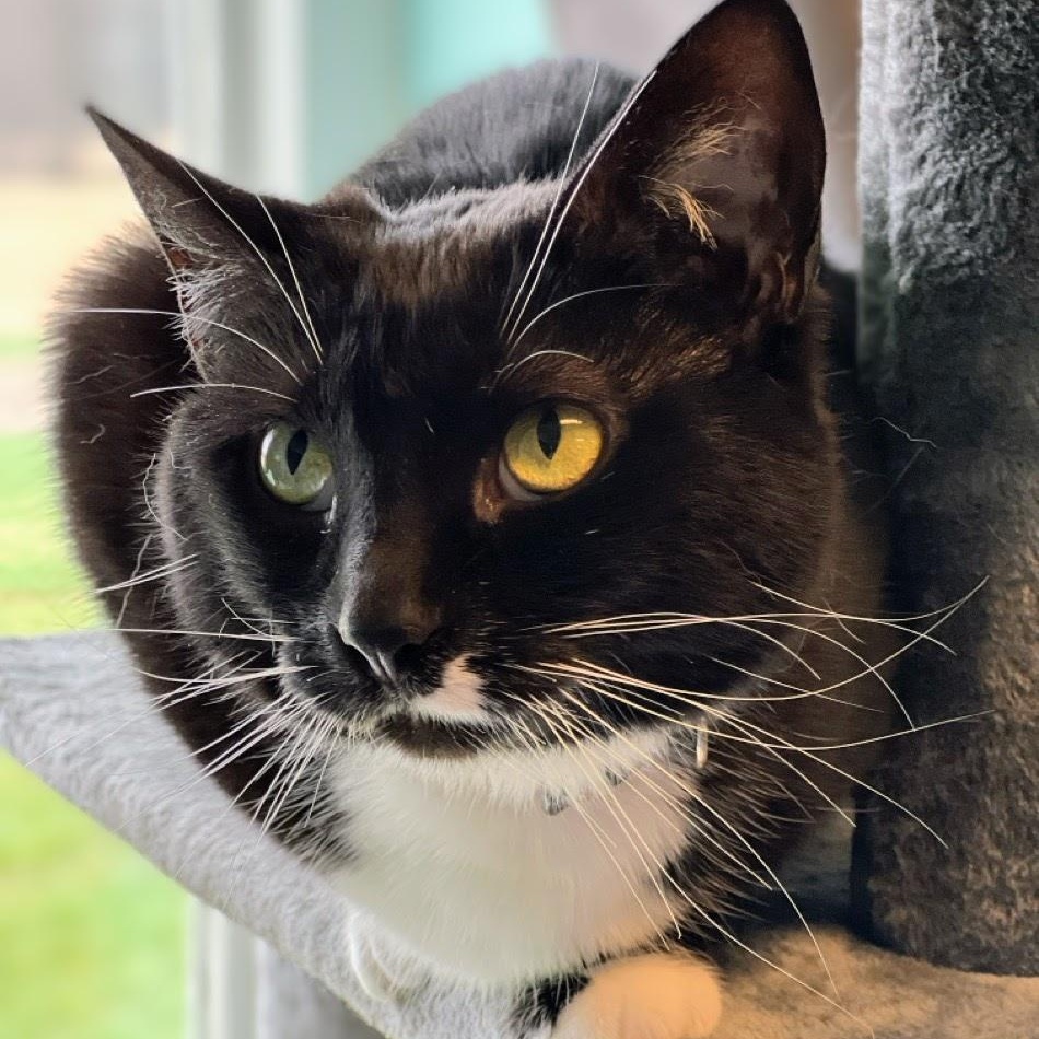 Enlarge Laurel, a Adoptable mixed breed in Germansville, PA image 5/5