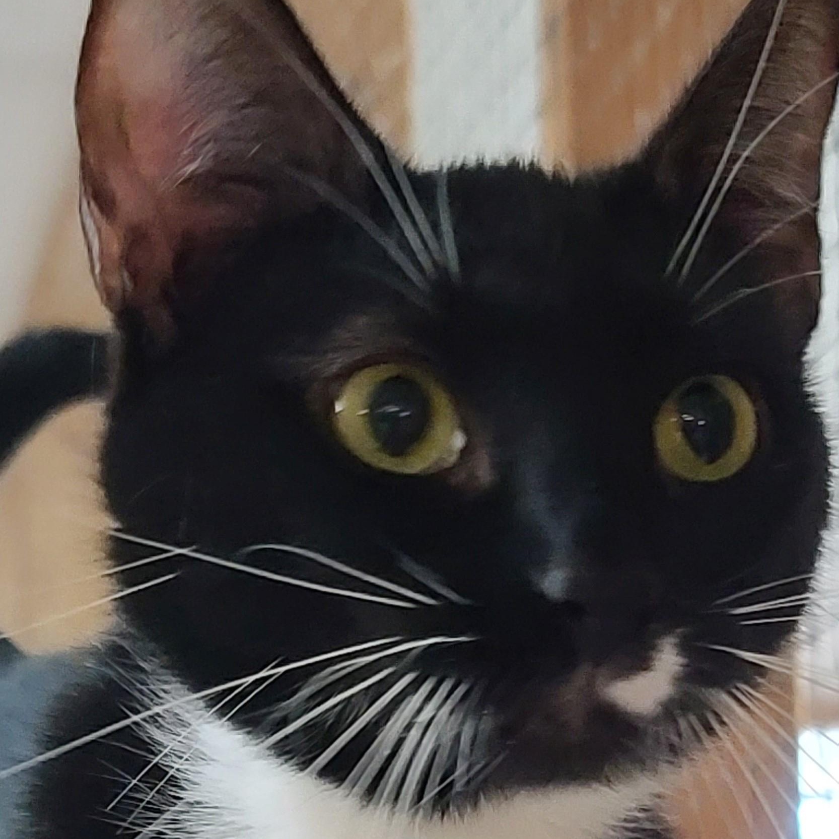 Enlarge Laurel, a Adoptable mixed breed in Germansville, PA image 3/3