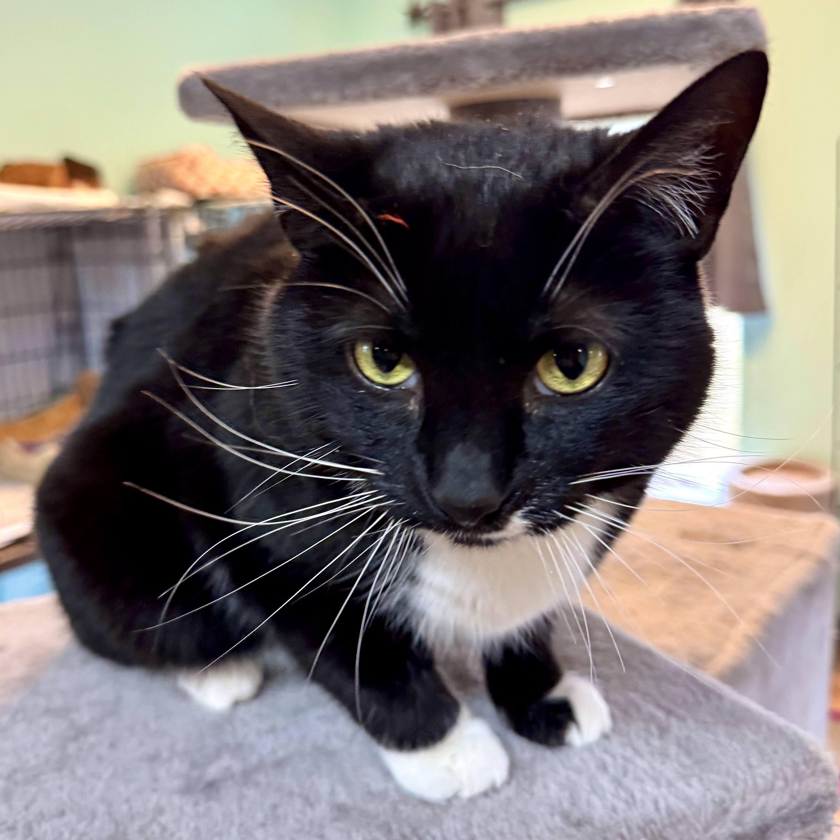 Enlarge Laurel, a Adoptable mixed breed in Germansville, PA image 5/6