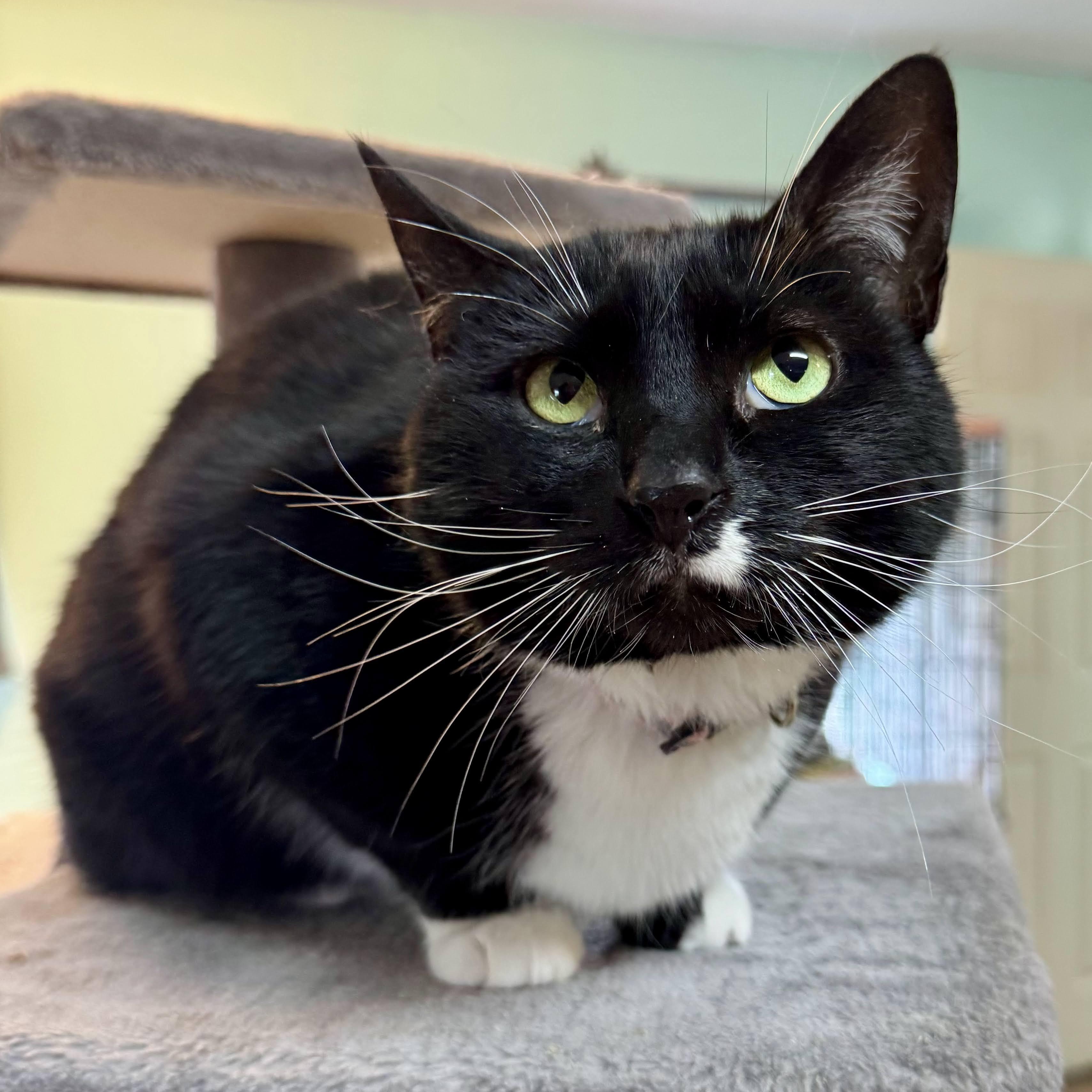 Enlarge Laurel, a Adoptable mixed breed in Germansville, PA image 1/6