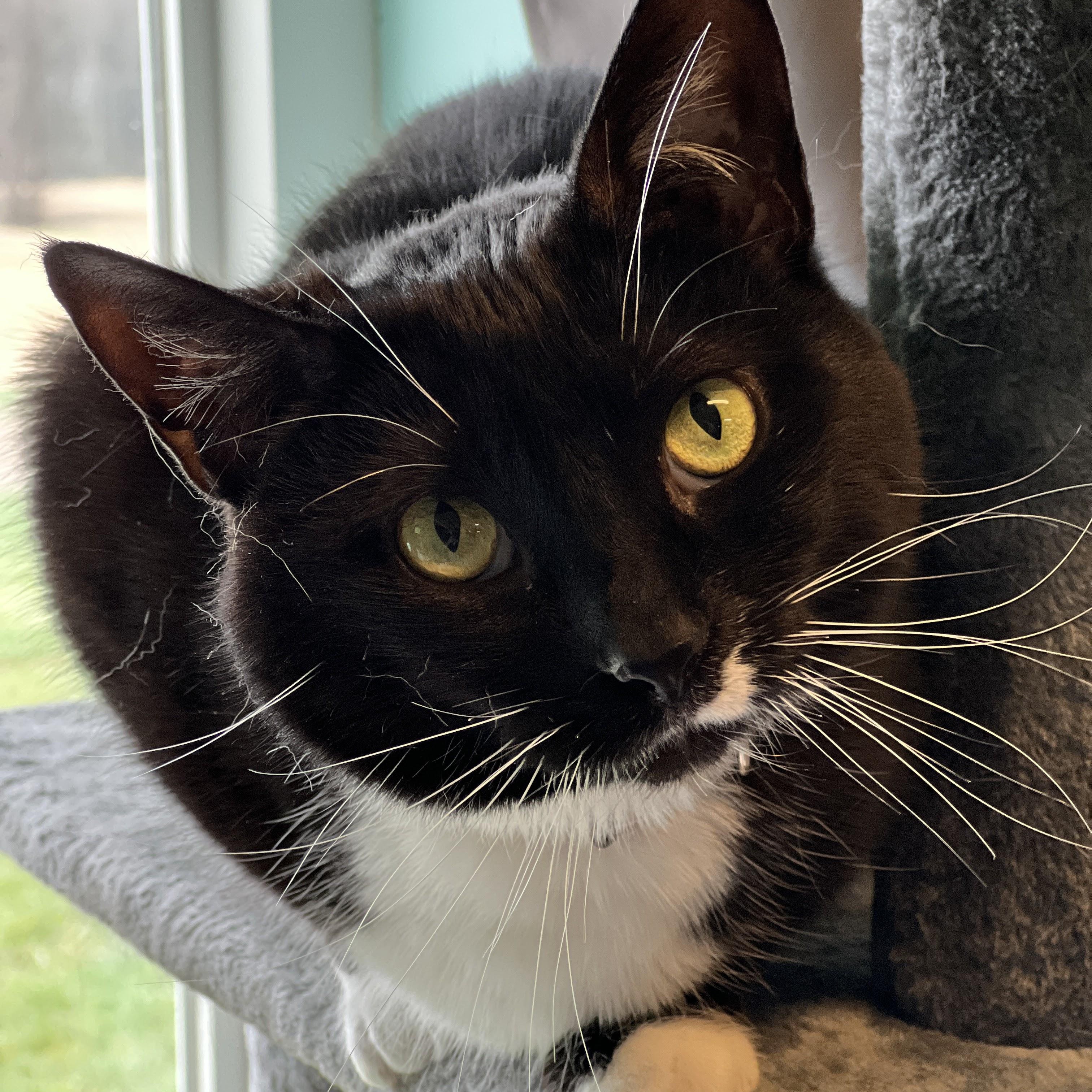 Enlarge Laurel, a Adoptable mixed breed in Germansville, PA image 1/5