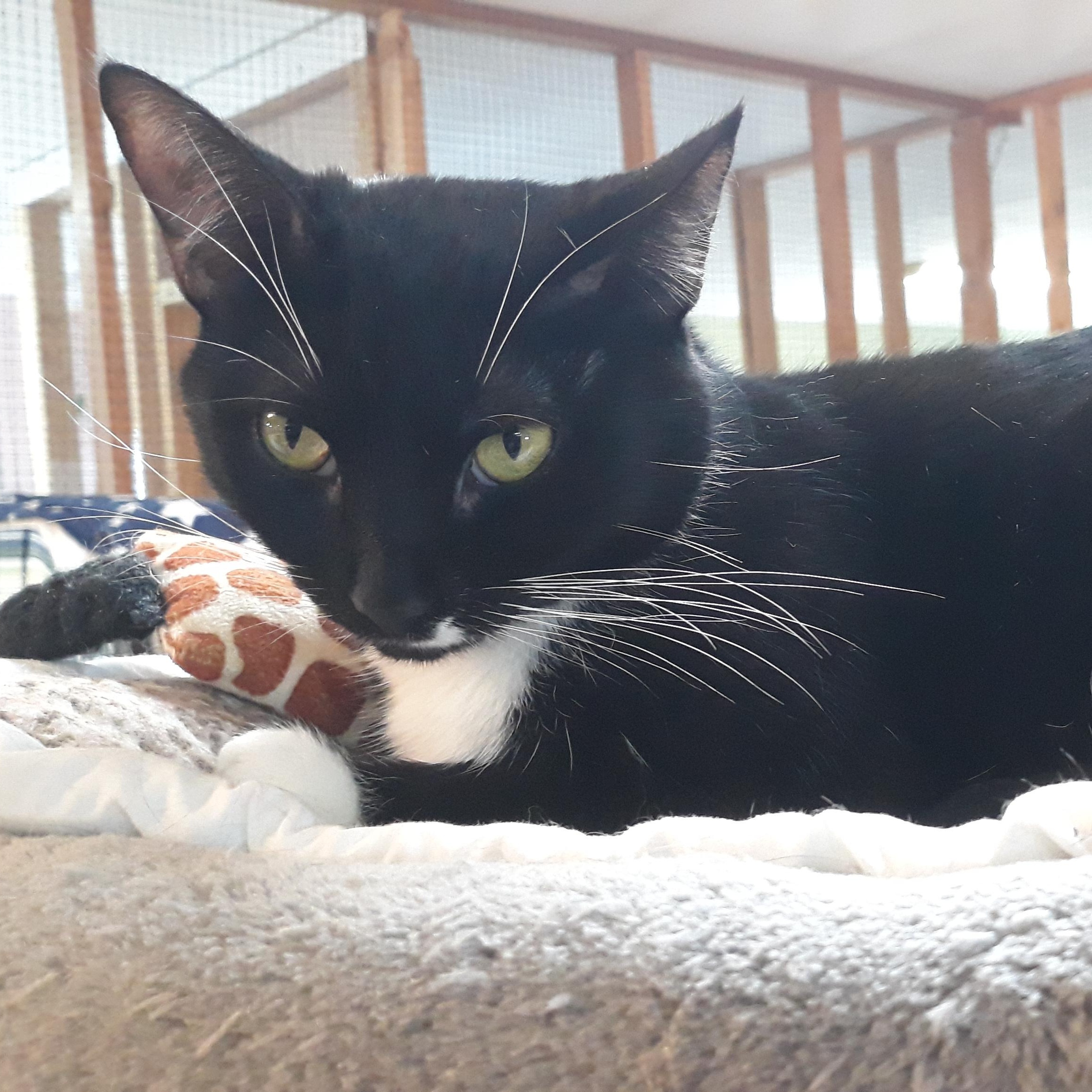 Enlarge Laurel, a Adoptable mixed breed in Germansville, PA image 1/3