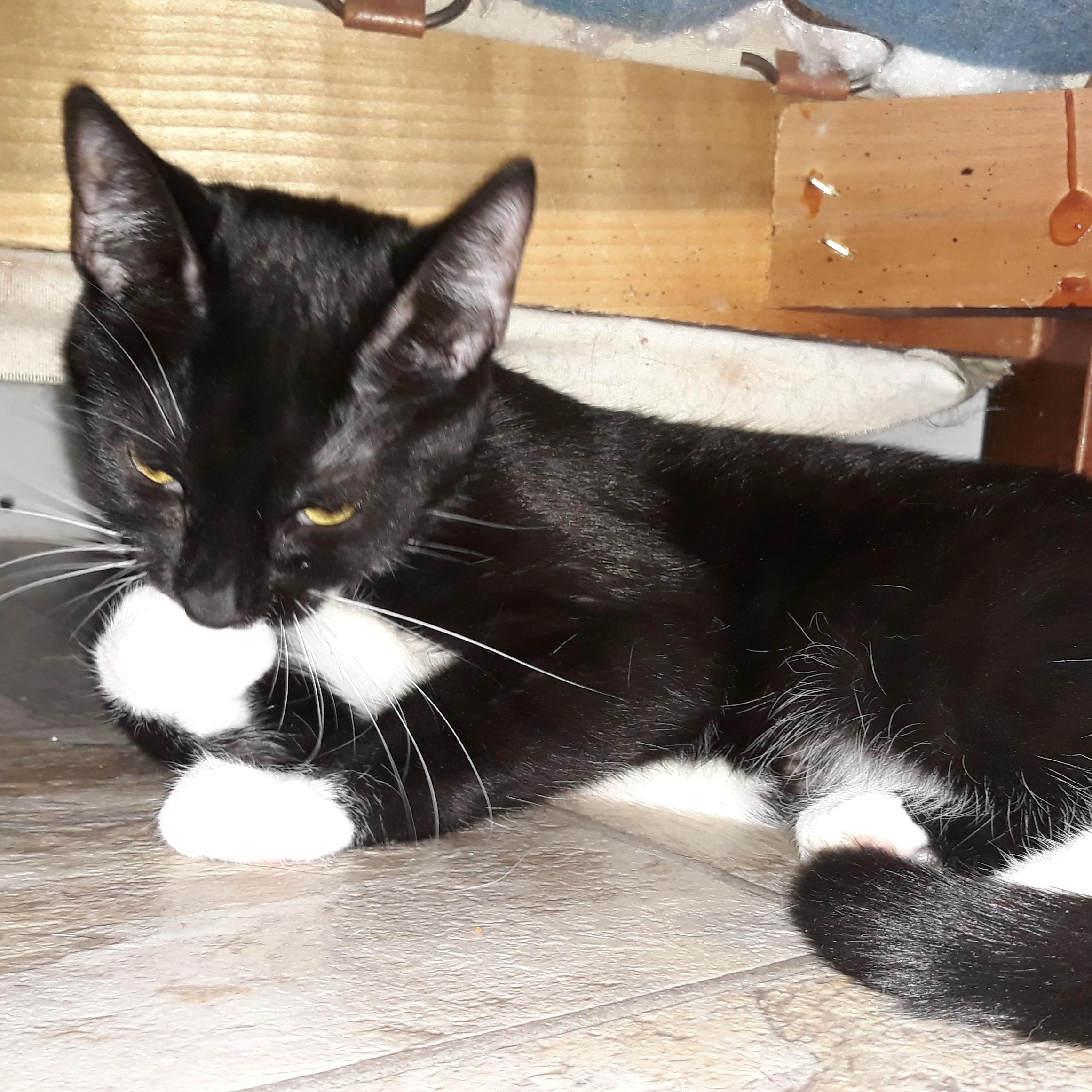 Enlarge Laurel, a Adoptable mixed breed in Germansville, PA image 2/3