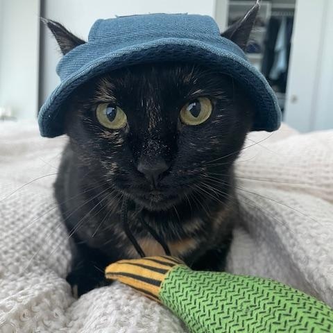 Mazikeen, a Adoptable Domestic Short Hair in Abbotsford, BC image 3/6