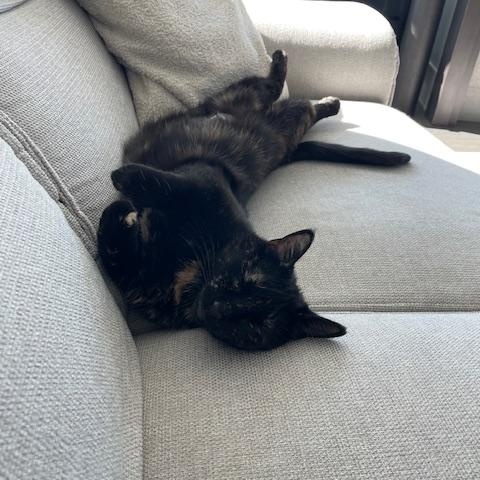 Mazikeen, a Adoptable Domestic Short Hair in Abbotsford, BC image 4/6