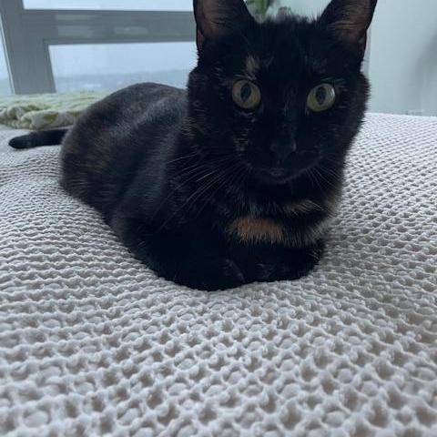 Mazikeen, a Adoptable Domestic Short Hair in Abbotsford, BC image 6/6