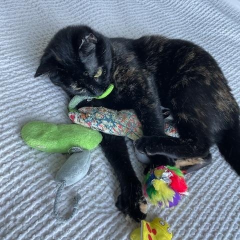 Mazikeen, a Adoptable Domestic Short Hair in Abbotsford, BC image 5/6