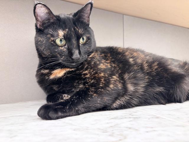 Mazikeen, a Adoptable Domestic Short Hair in Abbotsford, BC image 2/6