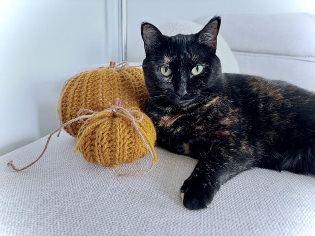 Mazikeen, Adoptable, Young Female Domestic Short Hair.