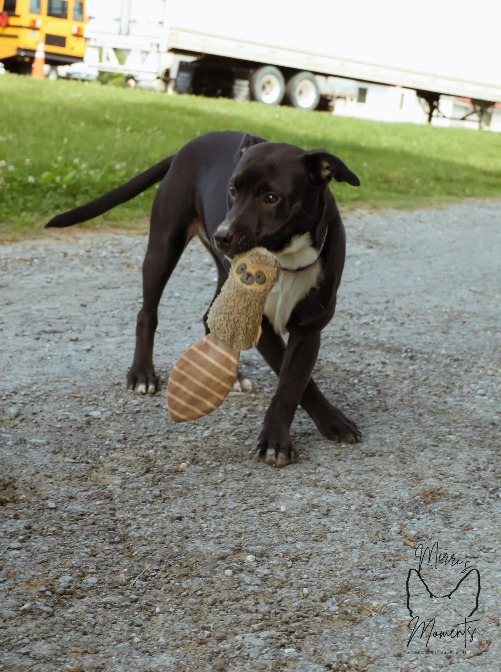 Chicken Nugget: Not at shelter (Kristi B), Adoptable, Young Female Labrador Retriever.