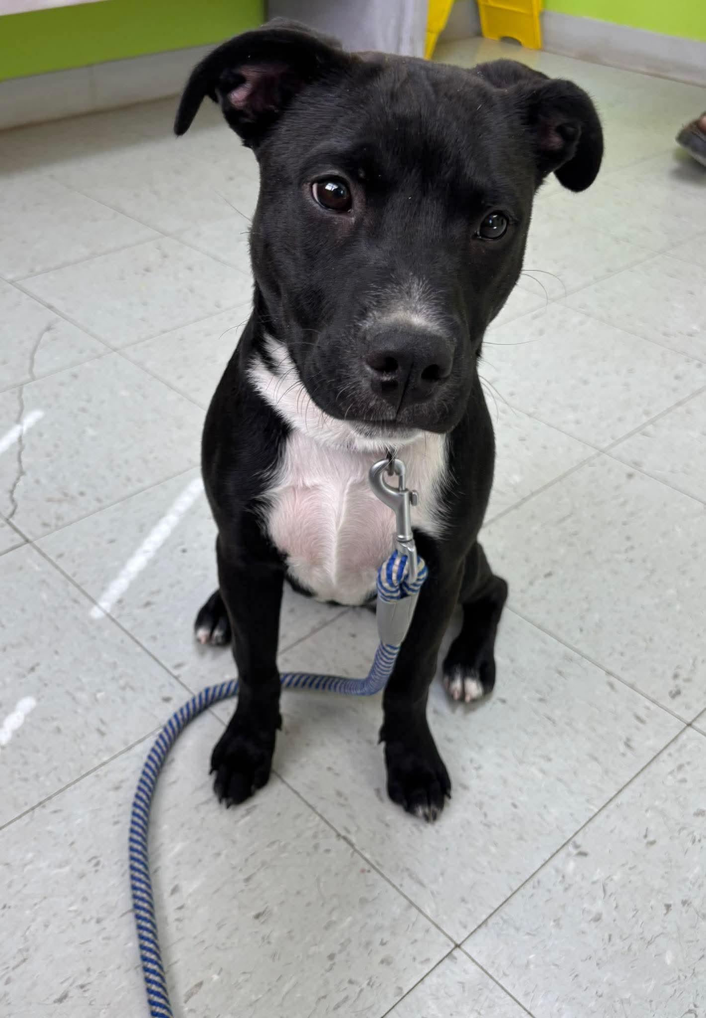 Enlarge Chicken Nugget: Not at shelter (Kristi B), a Adoptable Labrador Retriever in Rustburg, VA image 2/3