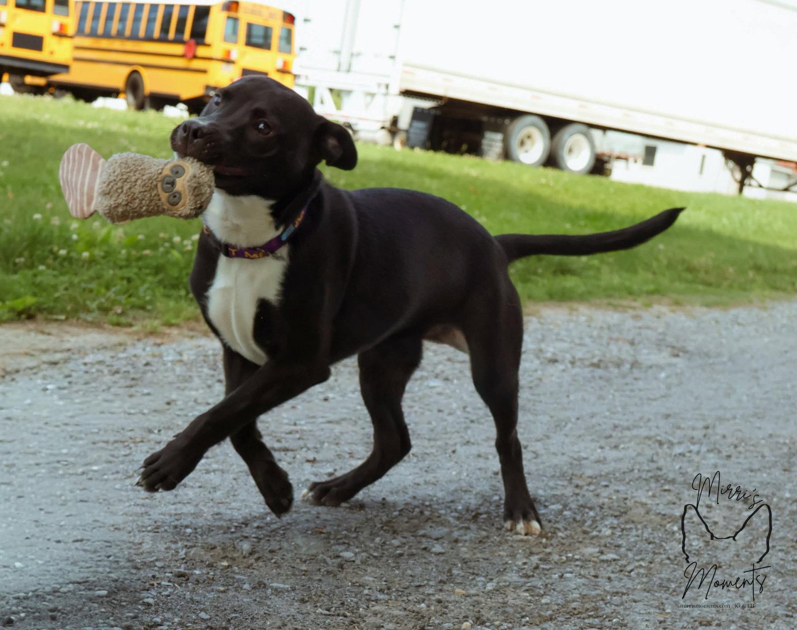 Enlarge Chicken Nugget: Not at shelter (Kristi B), a Adoptable Labrador Retriever in Rustburg, VA image 3/3
