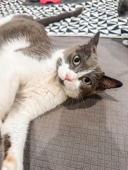 Birdie 52032, a ADOPTABLE Domestic Short Hair in Oklahoma City, OK image 2/3