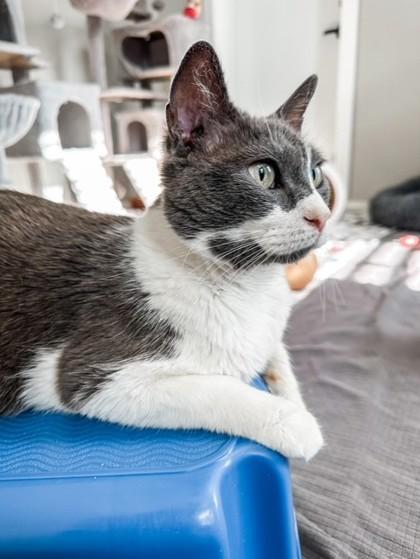 Birdie 52032, a ADOPTABLE Domestic Short Hair in Oklahoma City, OK image 3/3