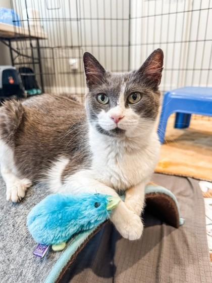 Birdie 52032, ADOPTABLE, Adult Female Domestic Short Hair.