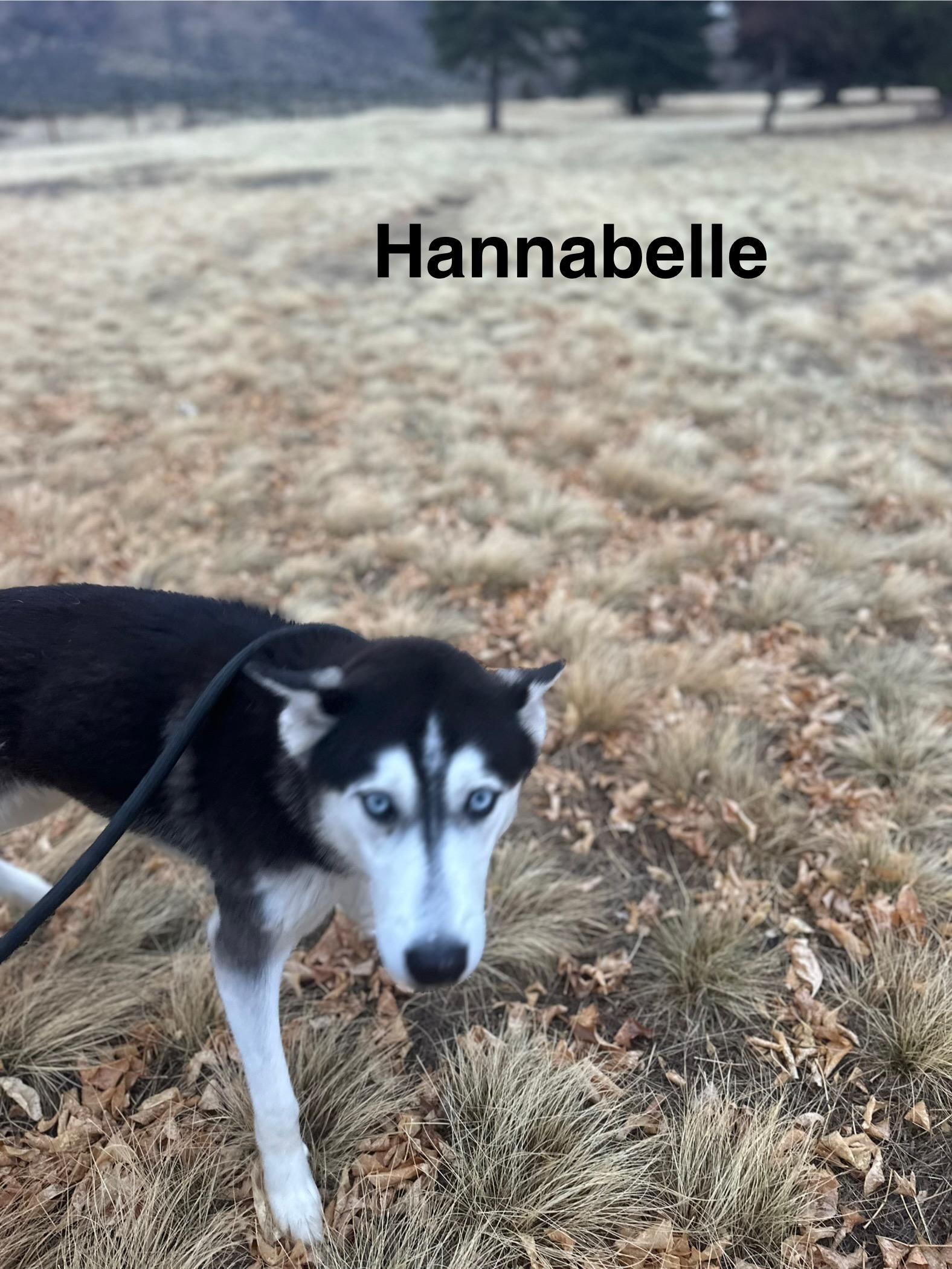 Hannabelle