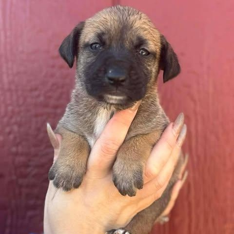 Maggie, ADOPTABLE, Puppy Female Beagle & Black Labrador Retriever.