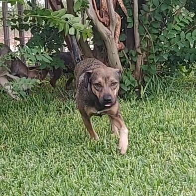 Enlarge Milo, a Adoptable Terrier in Kyle, TX image 4/6