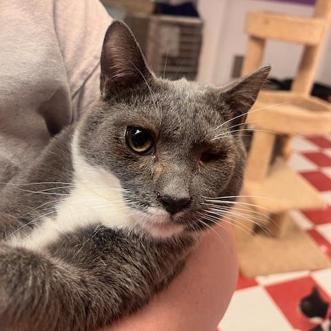 Enlarge Mini Cooper, a Adoptable Domestic Short Hair in Tallahassee, FL image 1/1