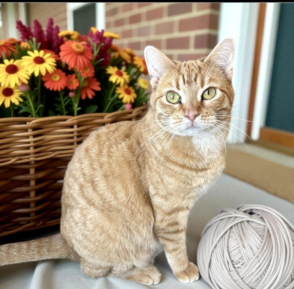 Halo, a Adoptable Domestic Short Hair in Perry, IA image 2/4