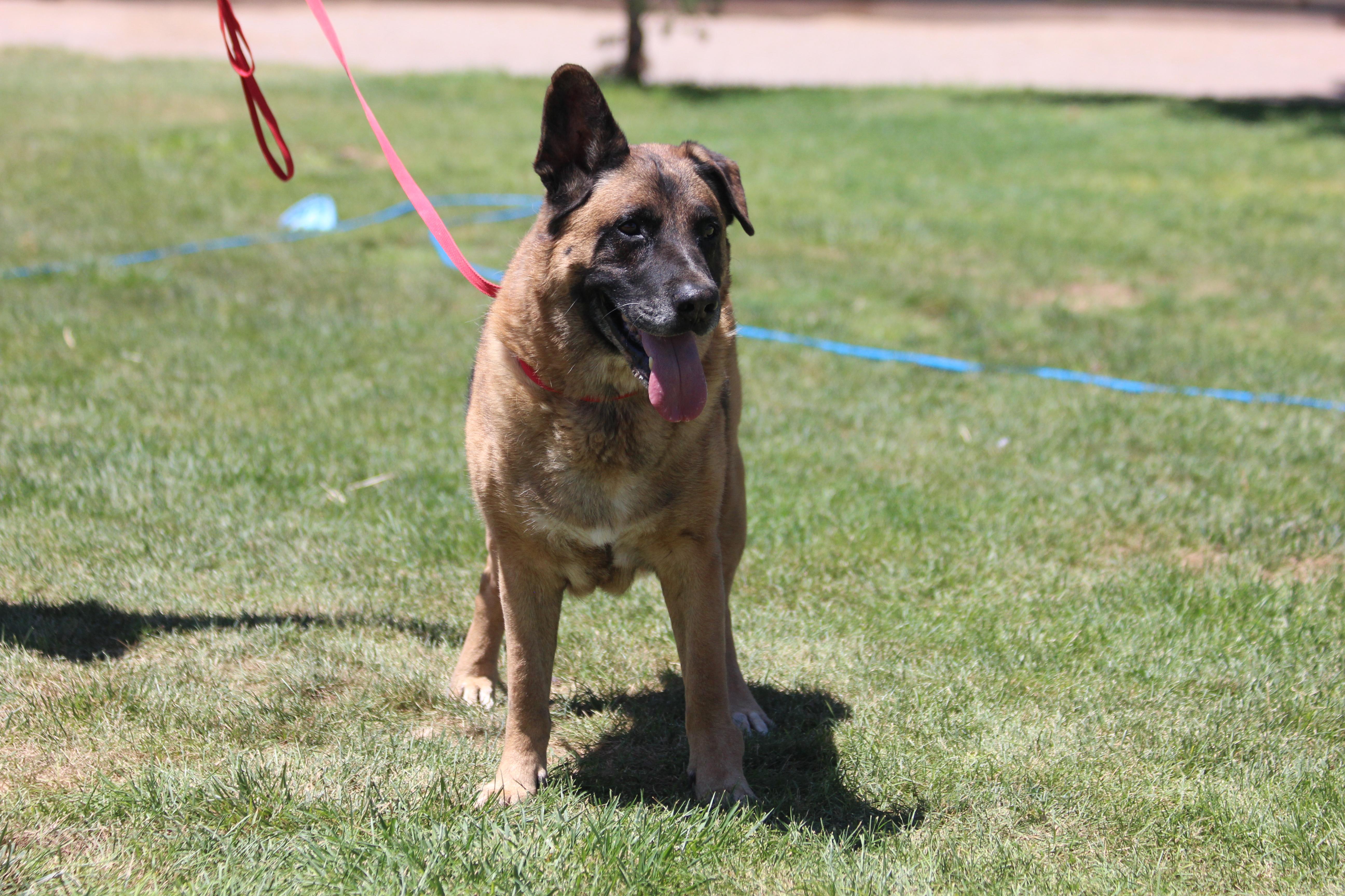TEEMO, Adoptable, Young Male Belgian Shepherd / Malinois.