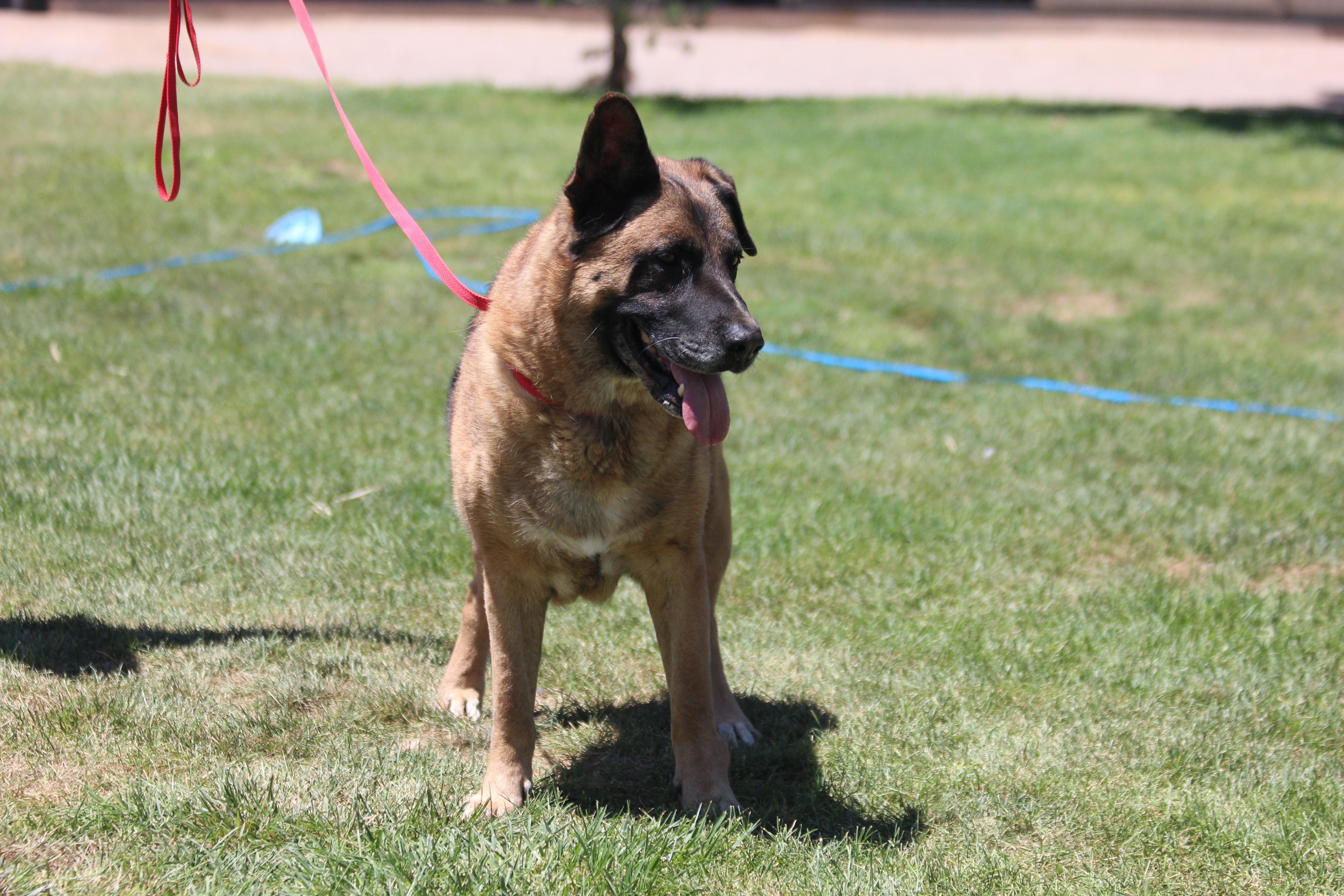 TEEMO, an adoptable Belgian Shepherd / Malinois in Pearce, AZ, 85625 | Photo Image 2