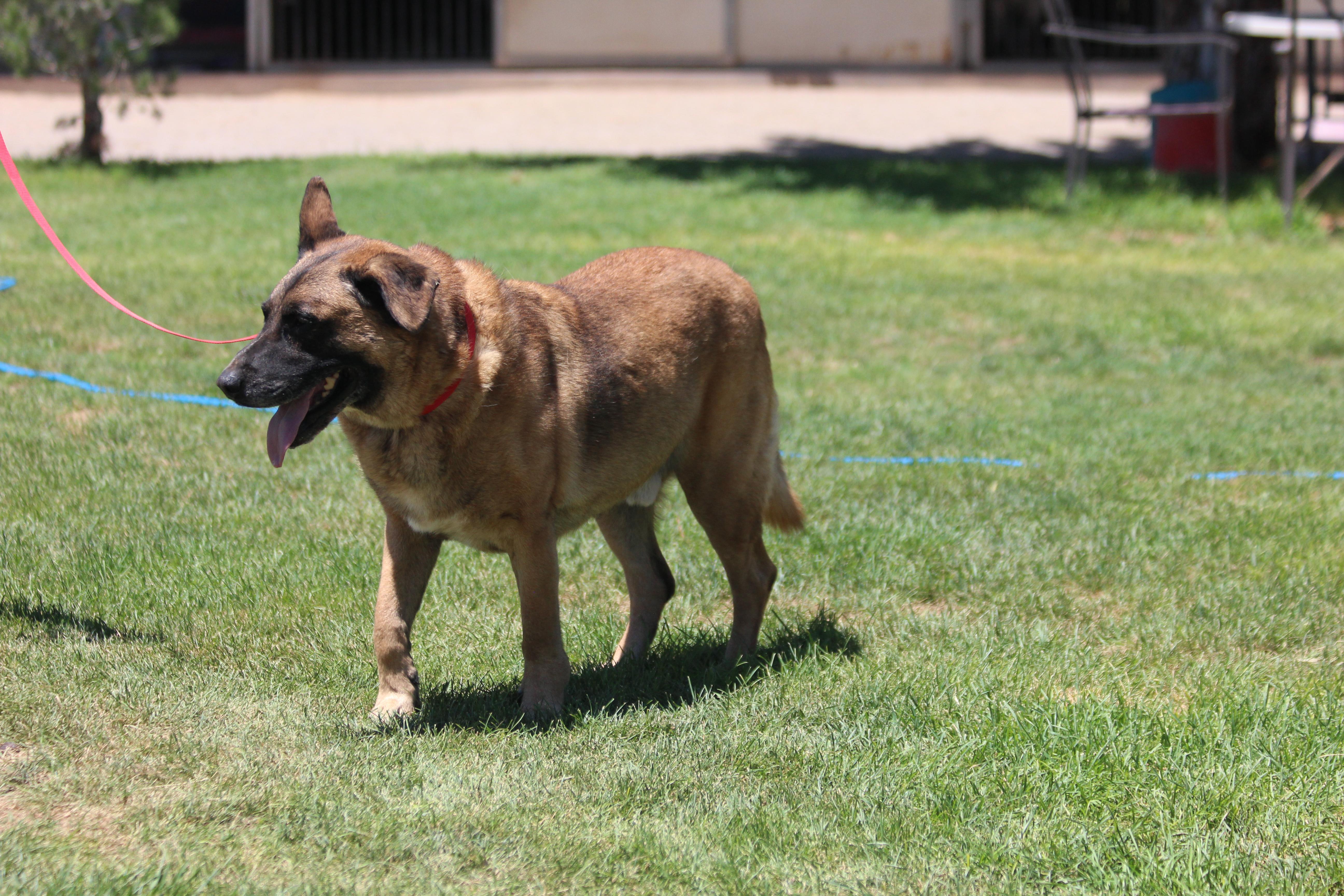 Enlarge TEEMO, a Adoptable Belgian Shepherd / Malinois in Pearce, AZ image 3/5