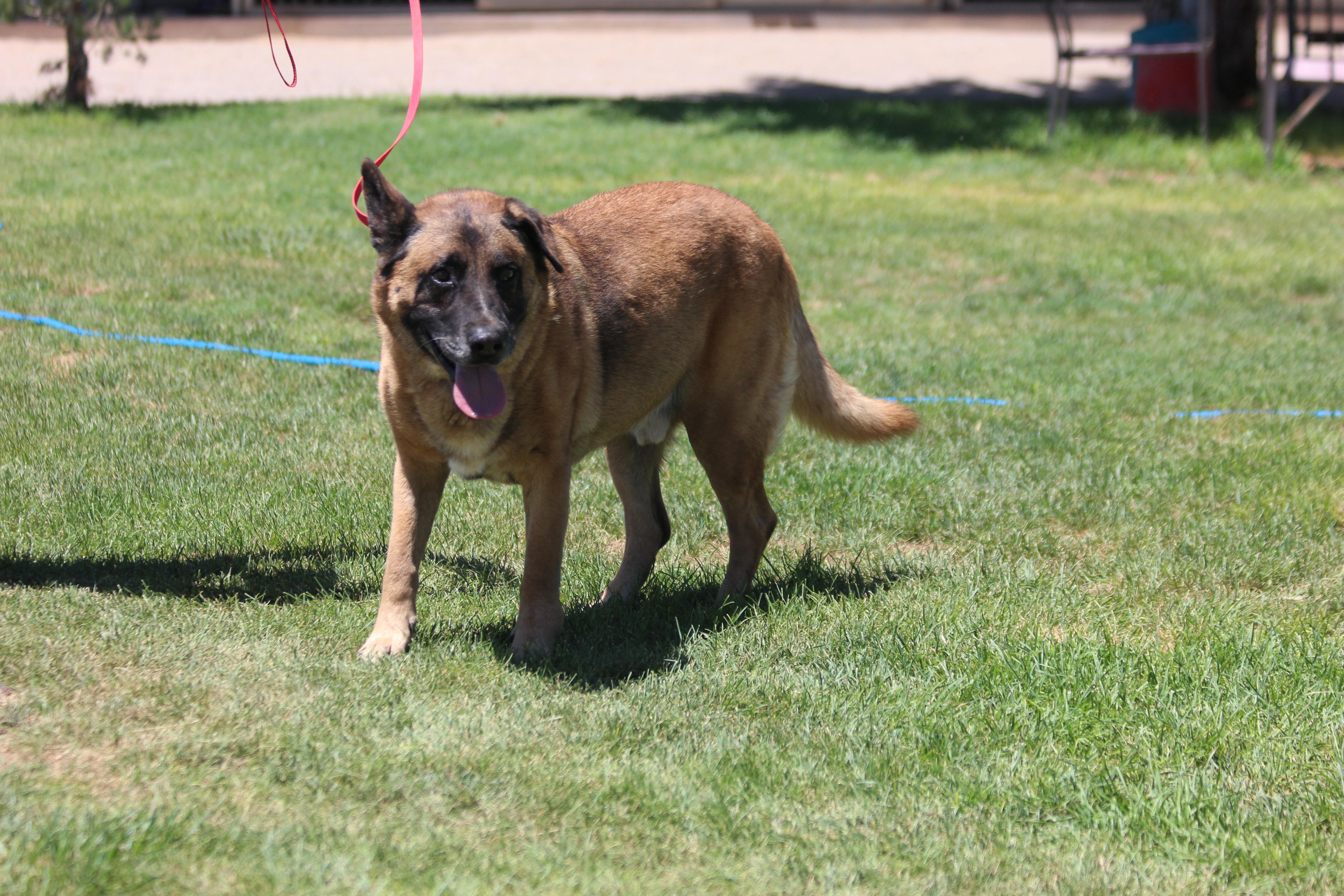 TEEMO, an adoptable Belgian Shepherd / Malinois in Pearce, AZ, 85625 | Photo Image 5
