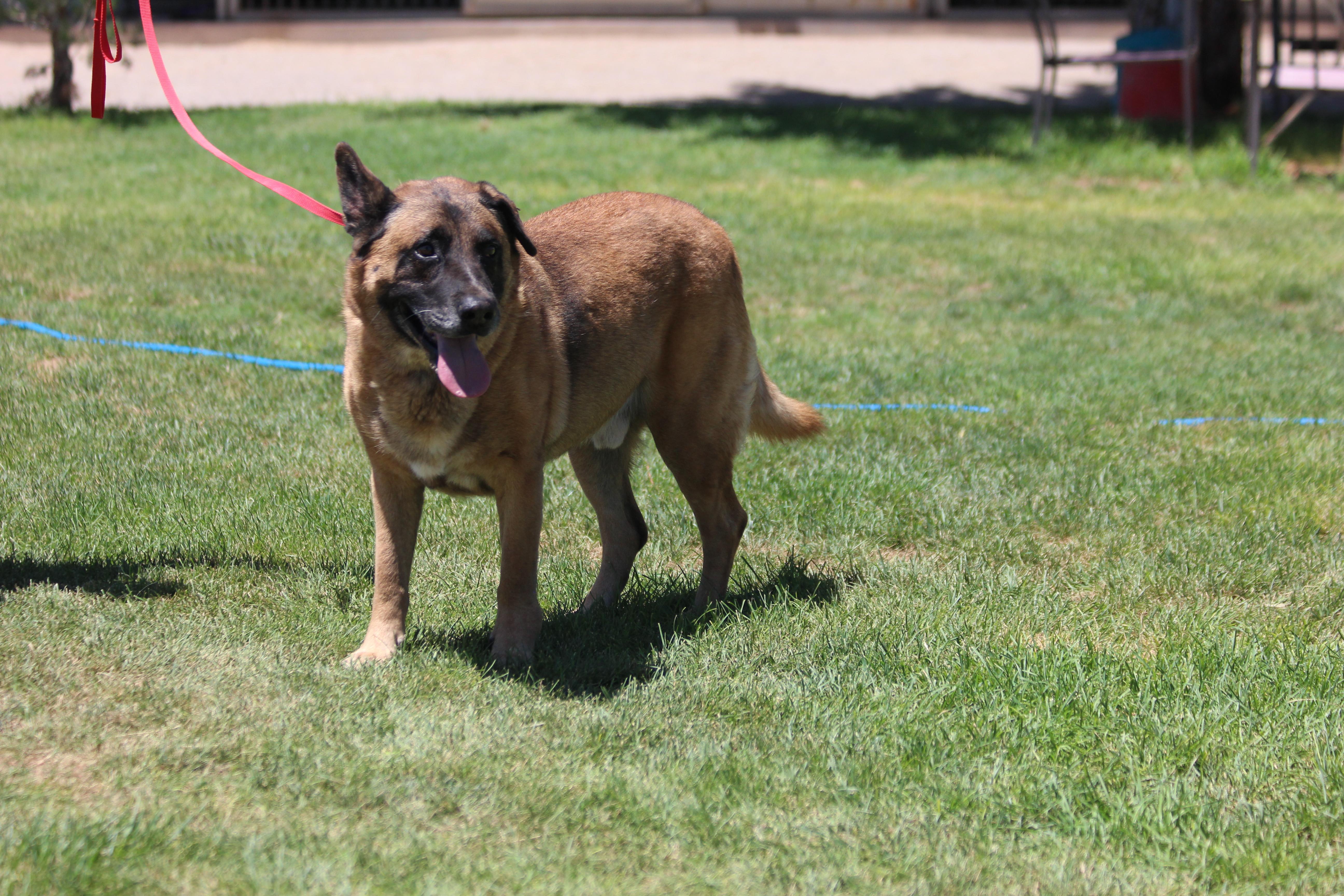 Enlarge TEEMO, a Adoptable Belgian Shepherd / Malinois in Pearce, AZ image 5/5