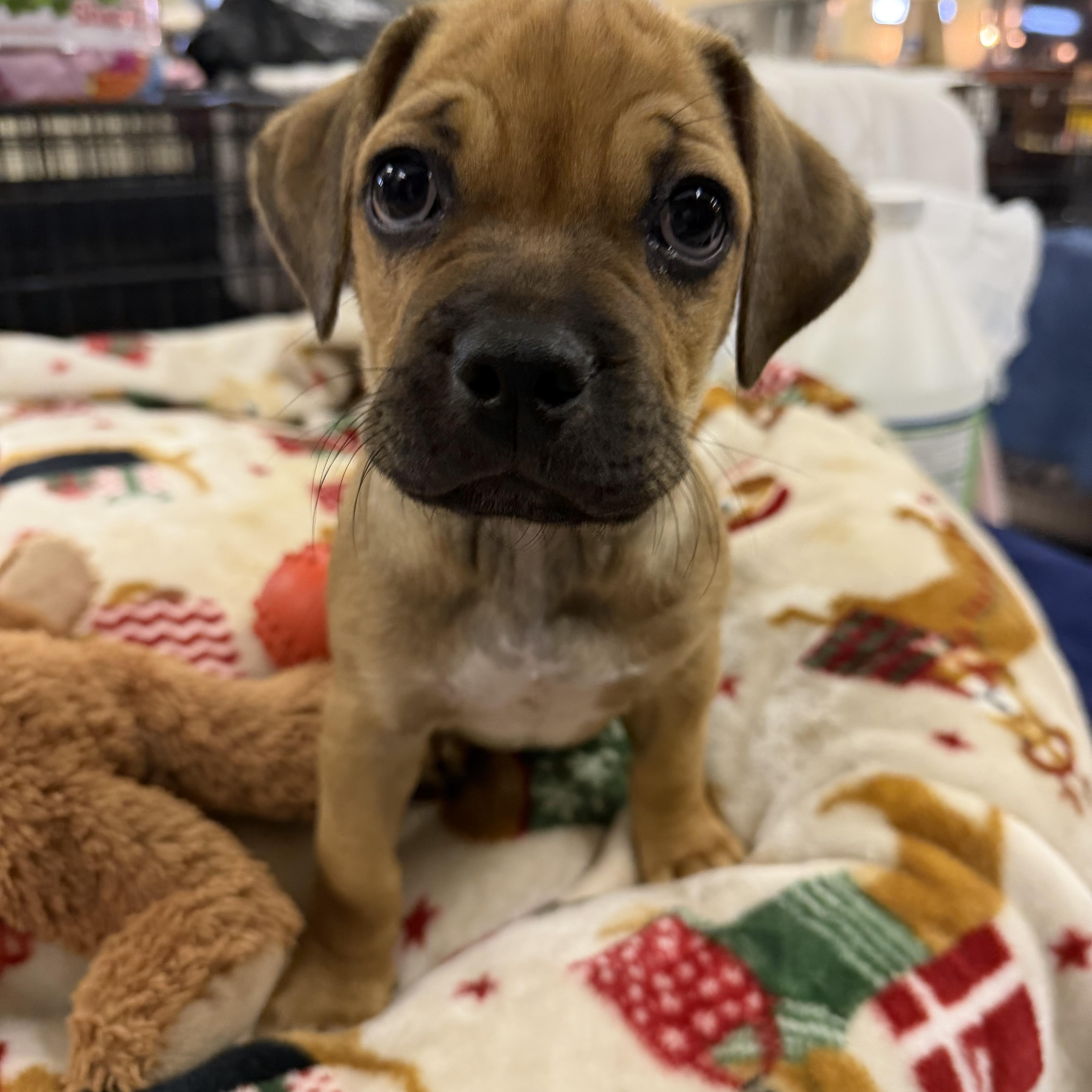 Barkley, a ADOPTABLE mixed breed in Muldrow, OK image 3/3