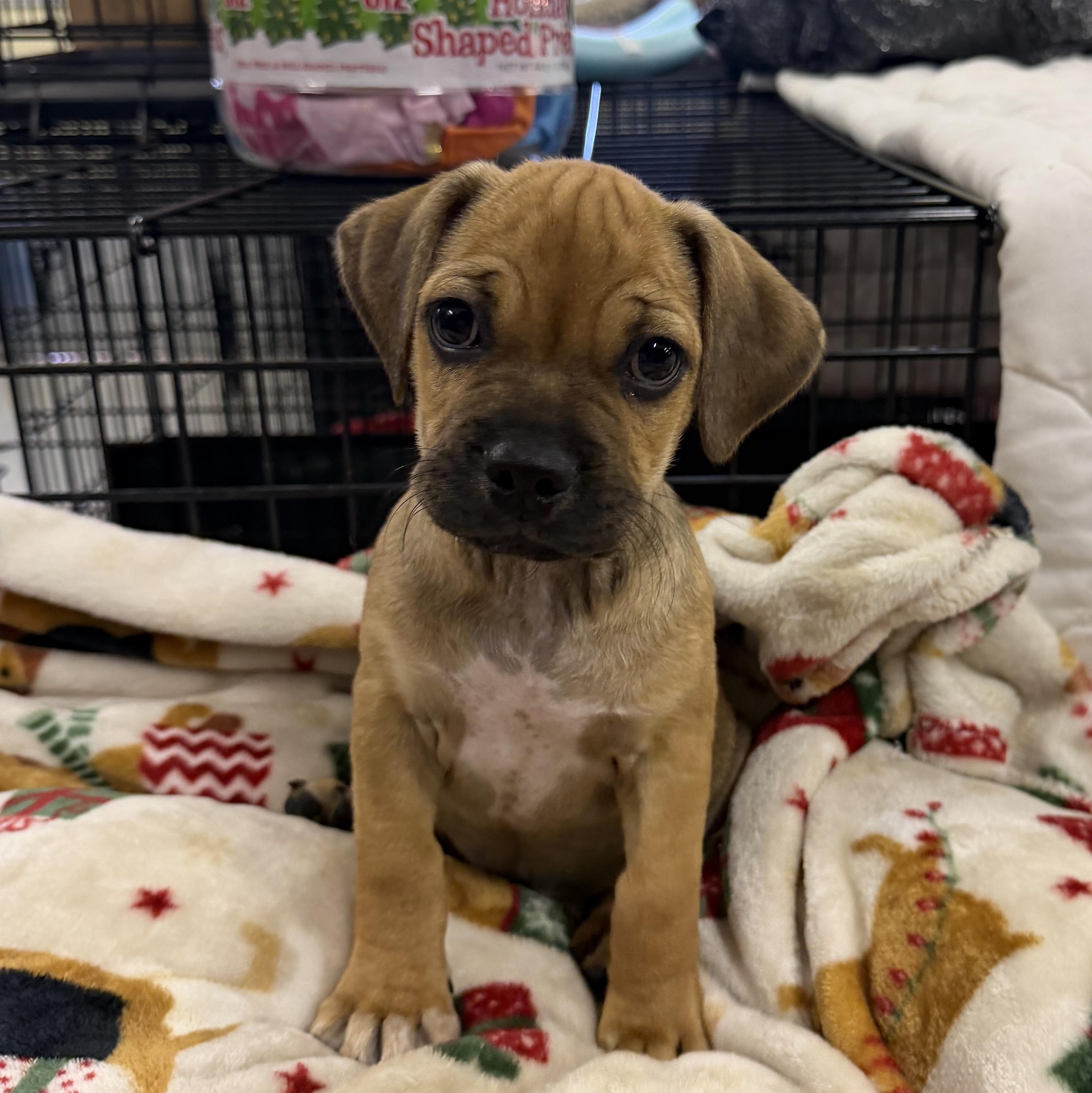 Barkley, a ADOPTABLE mixed breed in Muldrow, OK image 2/3