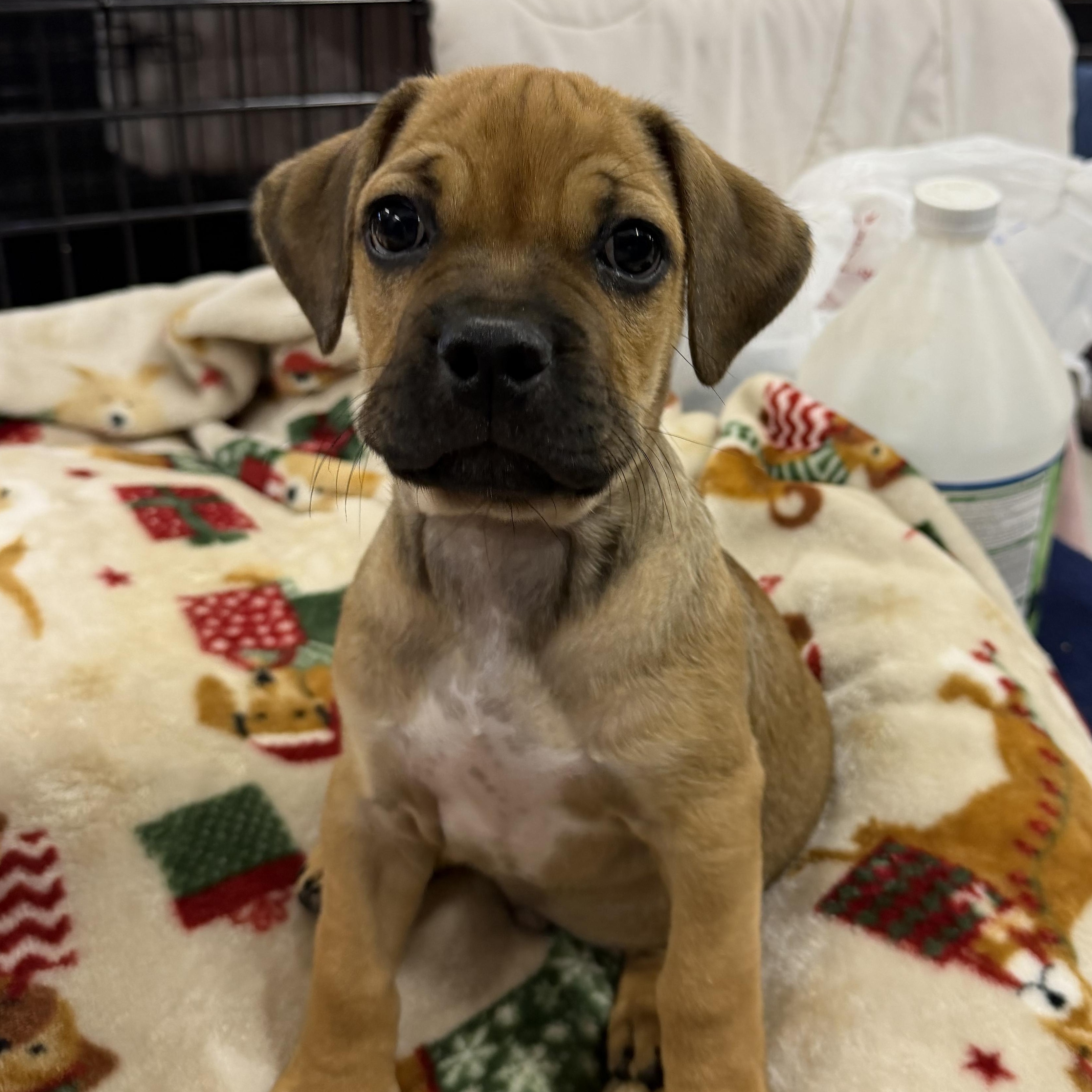 Barkley, a ADOPTABLE mixed breed in Muldrow, OK image 1/3