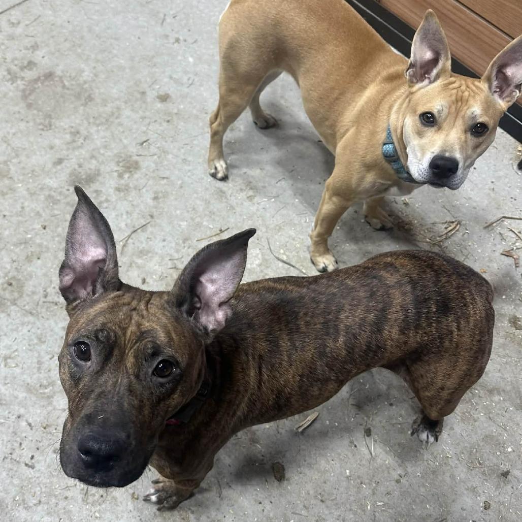 Enlarge Kippy, a Adoptable mixed breed in Olathe, KS image 1/6