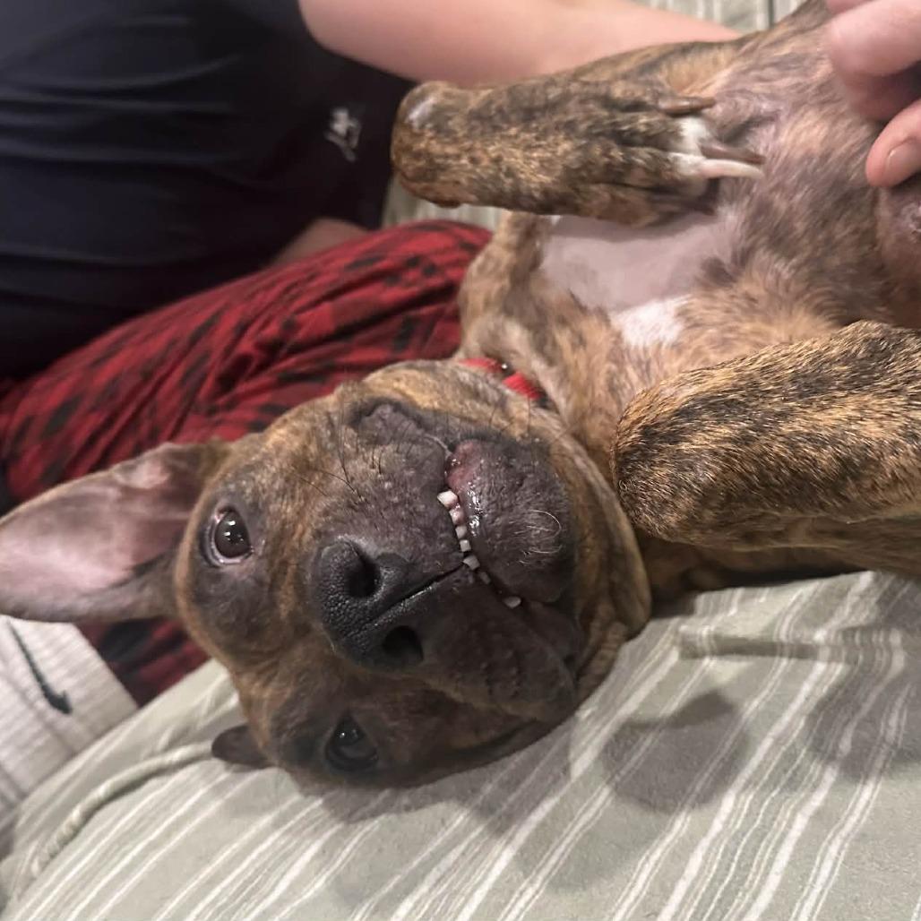 Enlarge Kippy, a Adoptable mixed breed in Olathe, KS image 2/6