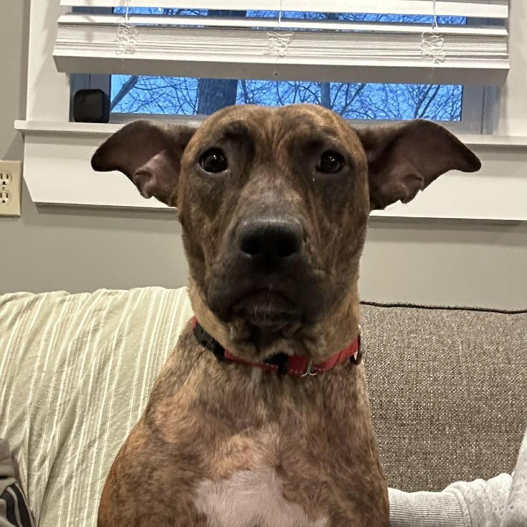 Enlarge Kippy, a Adoptable mixed breed in Olathe, KS image 3/6