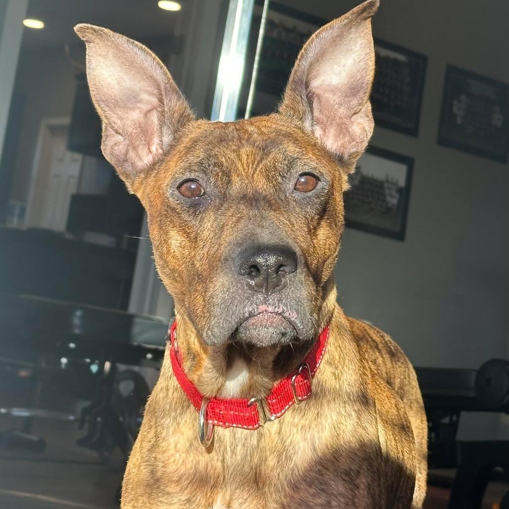 Enlarge Kippy, a Adoptable mixed breed in Olathe, KS image 4/6