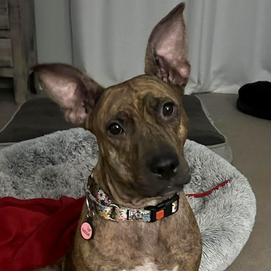 Enlarge Kippy, a Adoptable mixed breed in Olathe, KS image 5/6