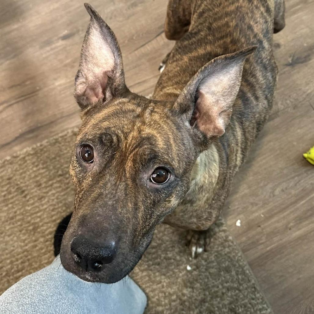 Enlarge Kippy, a Adoptable mixed breed in Olathe, KS image 6/6